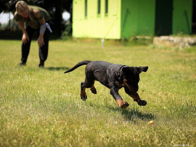 Build a Comprehensive Pet First‑Aid Kit for Quick, Reliable Injury Care