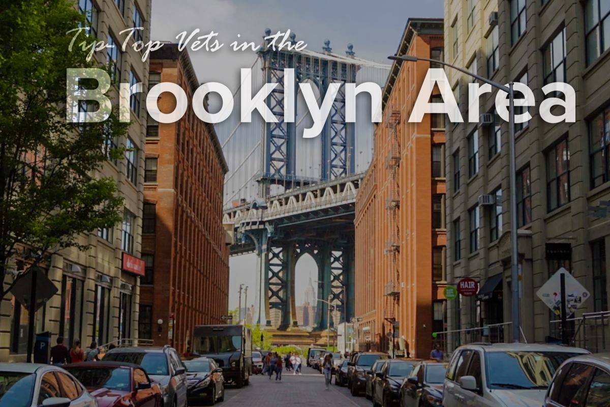Top Brooklyn Vets: Expert Care for Your Pets