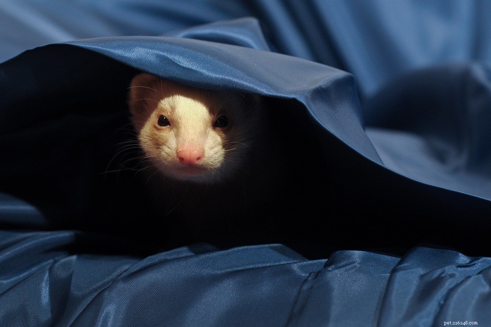 Top Brooklyn Vets: Expert Care for Your Pets