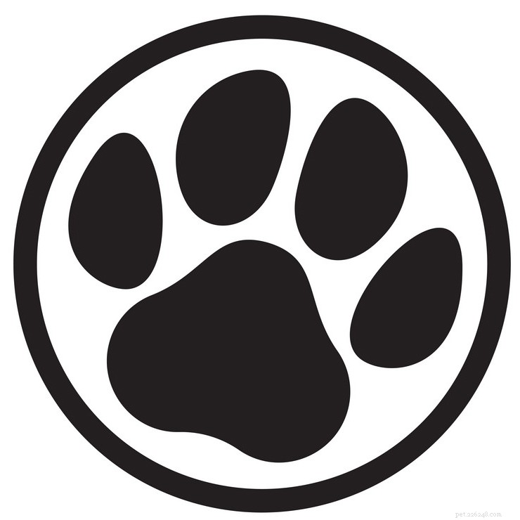 Top Brooklyn Vets: Expert Care for Your Pets