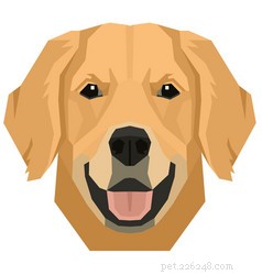 Top Brooklyn Vets: Expert Care for Your Pets