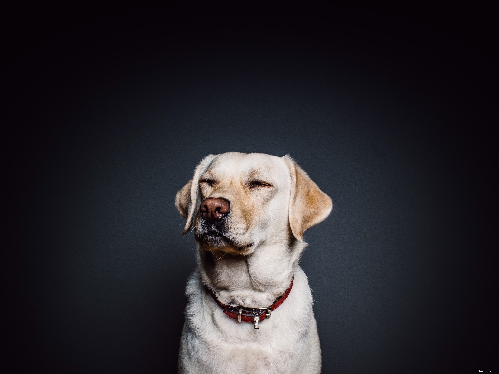 Top Austin Veterinarians: A Trusted Guide for New Pet Owners