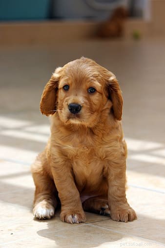 Top Austin Veterinarians: A Trusted Guide for New Pet Owners