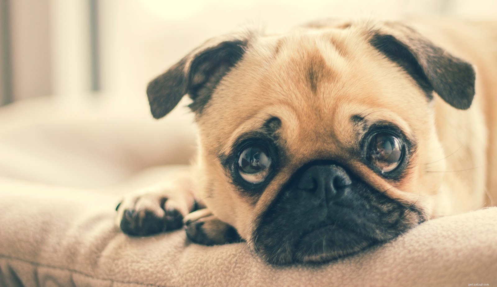 Top Austin Veterinarians: A Trusted Guide for New Pet Owners