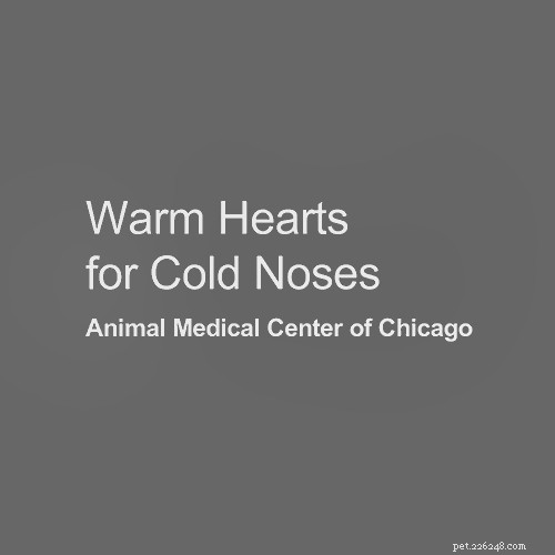 Top 16 Trusted Veterinarians in Chicago, IL – Expert Care for All Pets