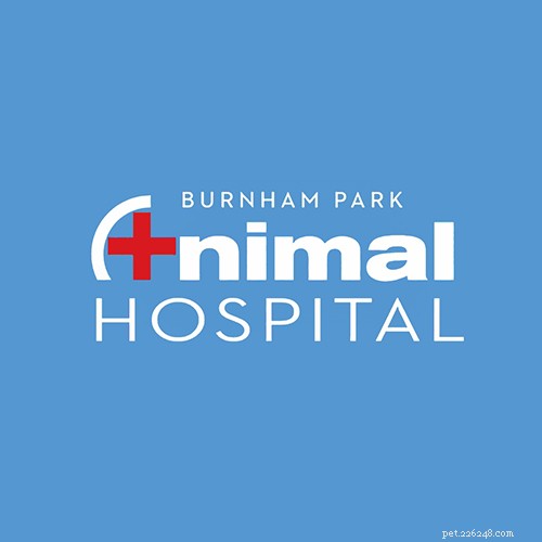 Top 16 Trusted Veterinarians in Chicago, IL – Expert Care for All Pets