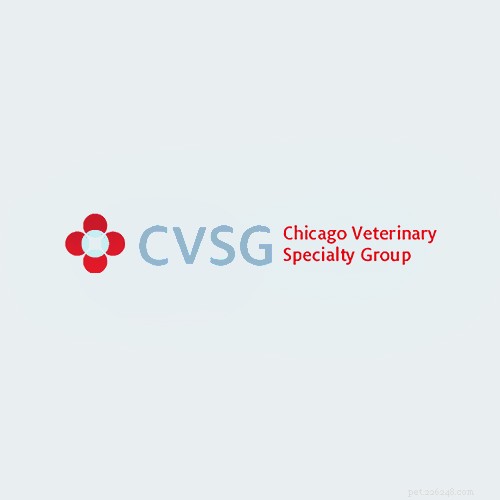Top 16 Trusted Veterinarians in Chicago, IL – Expert Care for All Pets