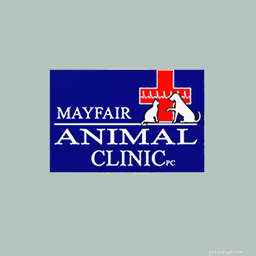 Top 16 Trusted Veterinarians in Chicago, IL – Expert Care for All Pets
