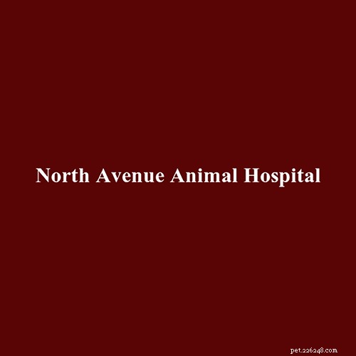 Top 16 Trusted Veterinarians in Chicago, IL – Expert Care for All Pets
