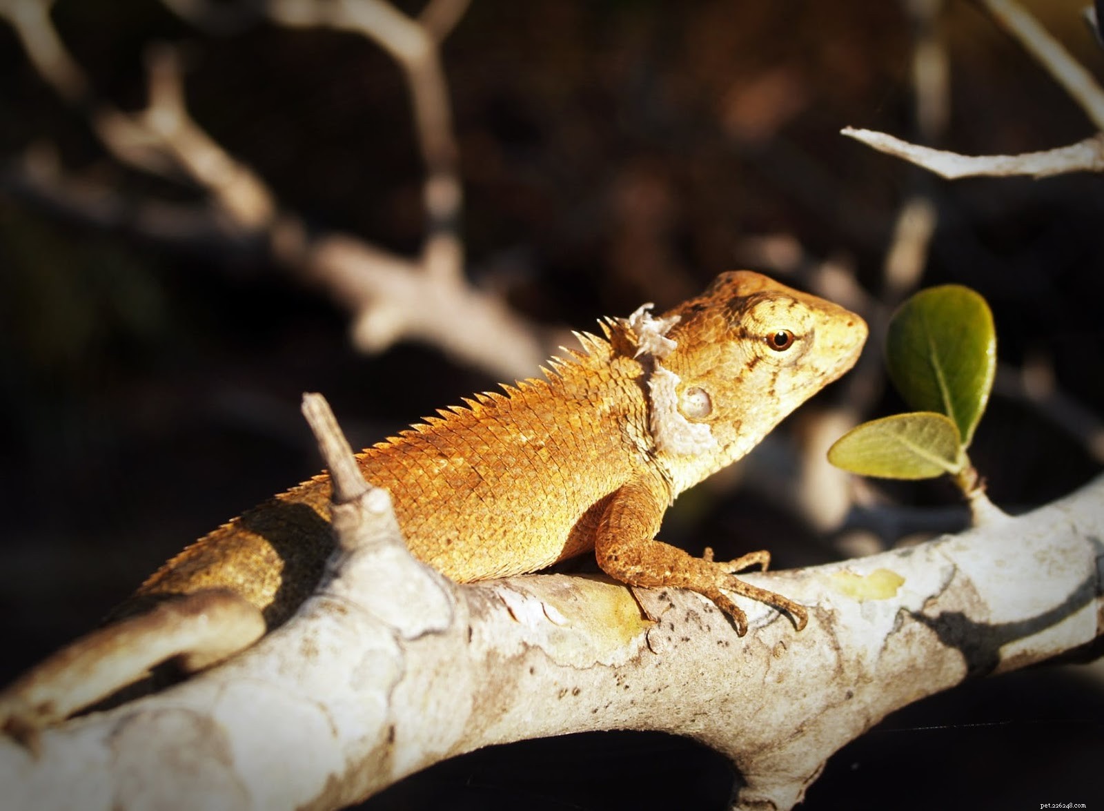 Professional Guide to Treating Cuts and Abrasions in Reptiles