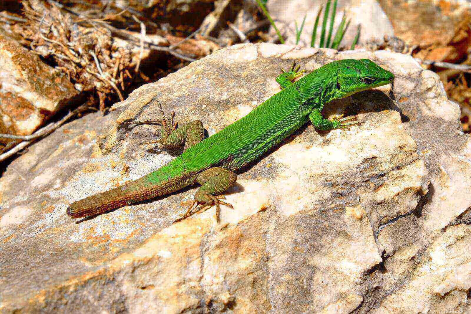 Professional Guide to Treating Cuts and Abrasions in Reptiles