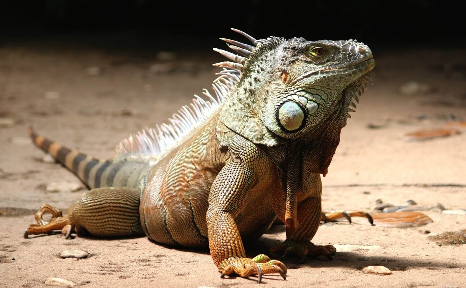 Professional Guide to Treating Cuts and Abrasions in Reptiles