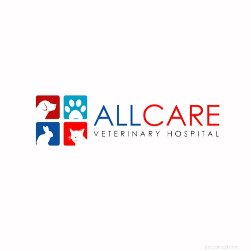 Top Veterinarians in San Francisco: Find the Best Care for Your Pets