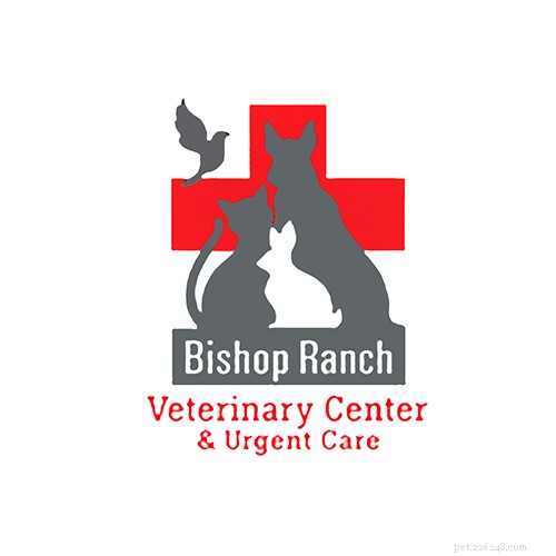 Top Veterinarians in San Francisco: Find the Best Care for Your Pets