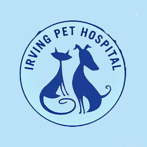 Top Veterinarians in San Francisco: Find the Best Care for Your Pets