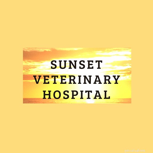 Top Veterinarians in San Francisco: Find the Best Care for Your Pets