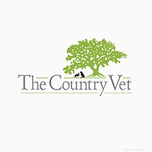 Top Veterinarians in San Francisco: Find the Best Care for Your Pets