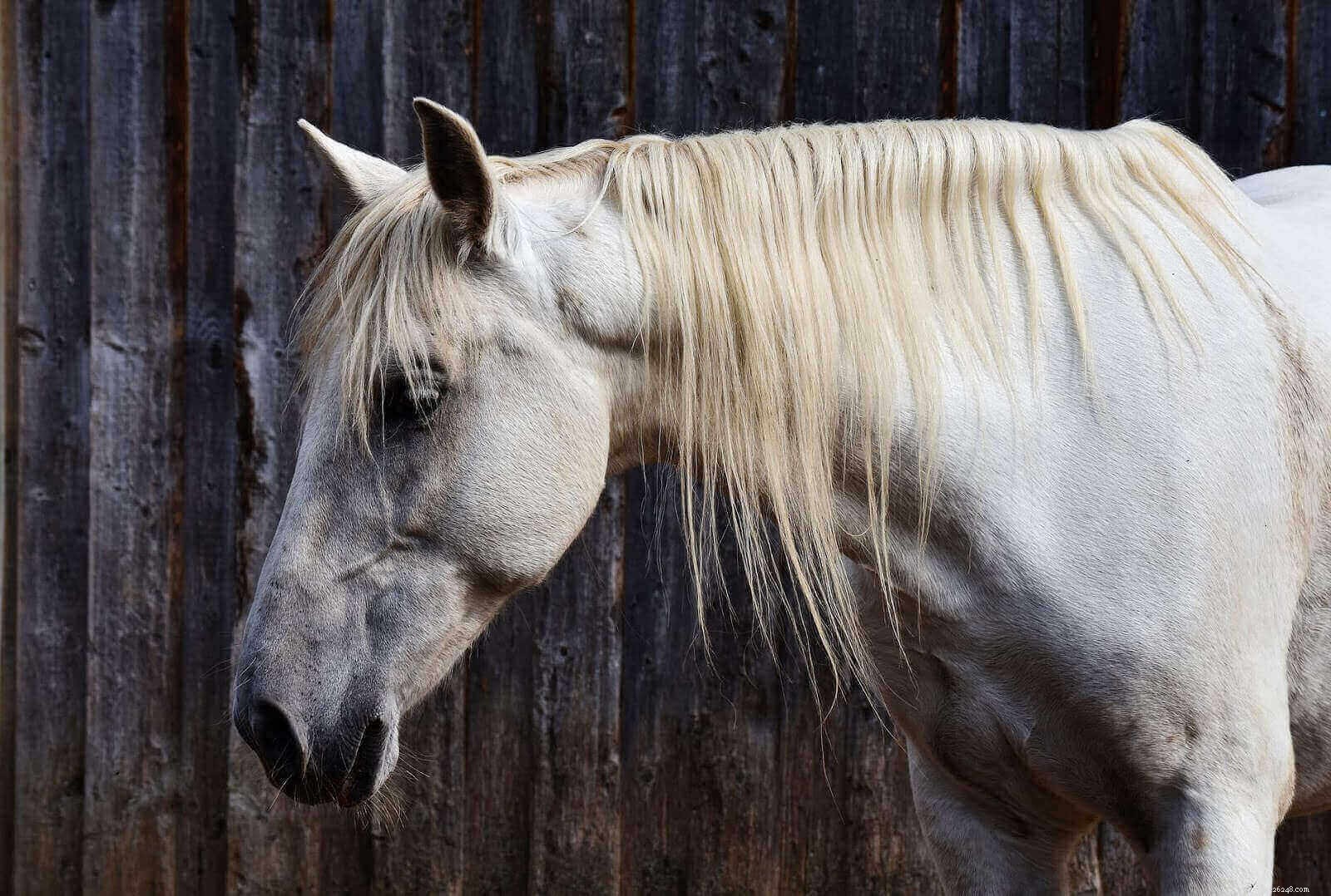 Switch to Fauna Care: Safer Alternative to Fura-Zone for Pet Skin Issues