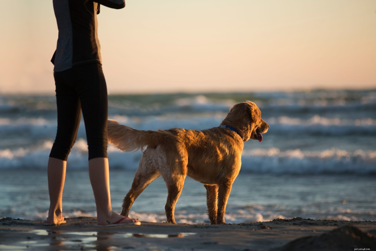When to Take Your Pet to the Vet: Key Warning Signs