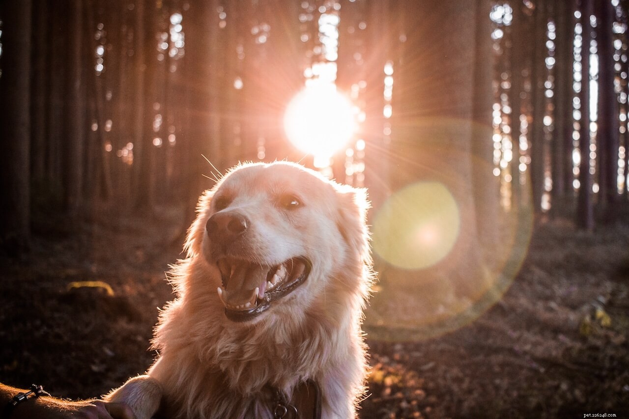 Fauna Care Outshines Vetericyn: The Smart Choice for Pet Wound Care