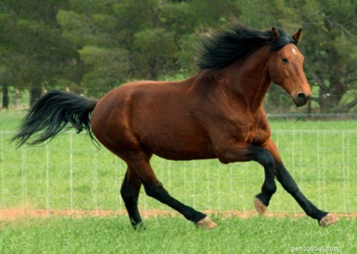 Fauna Care Outshines Vetericyn: The Smart Choice for Pet Wound Care