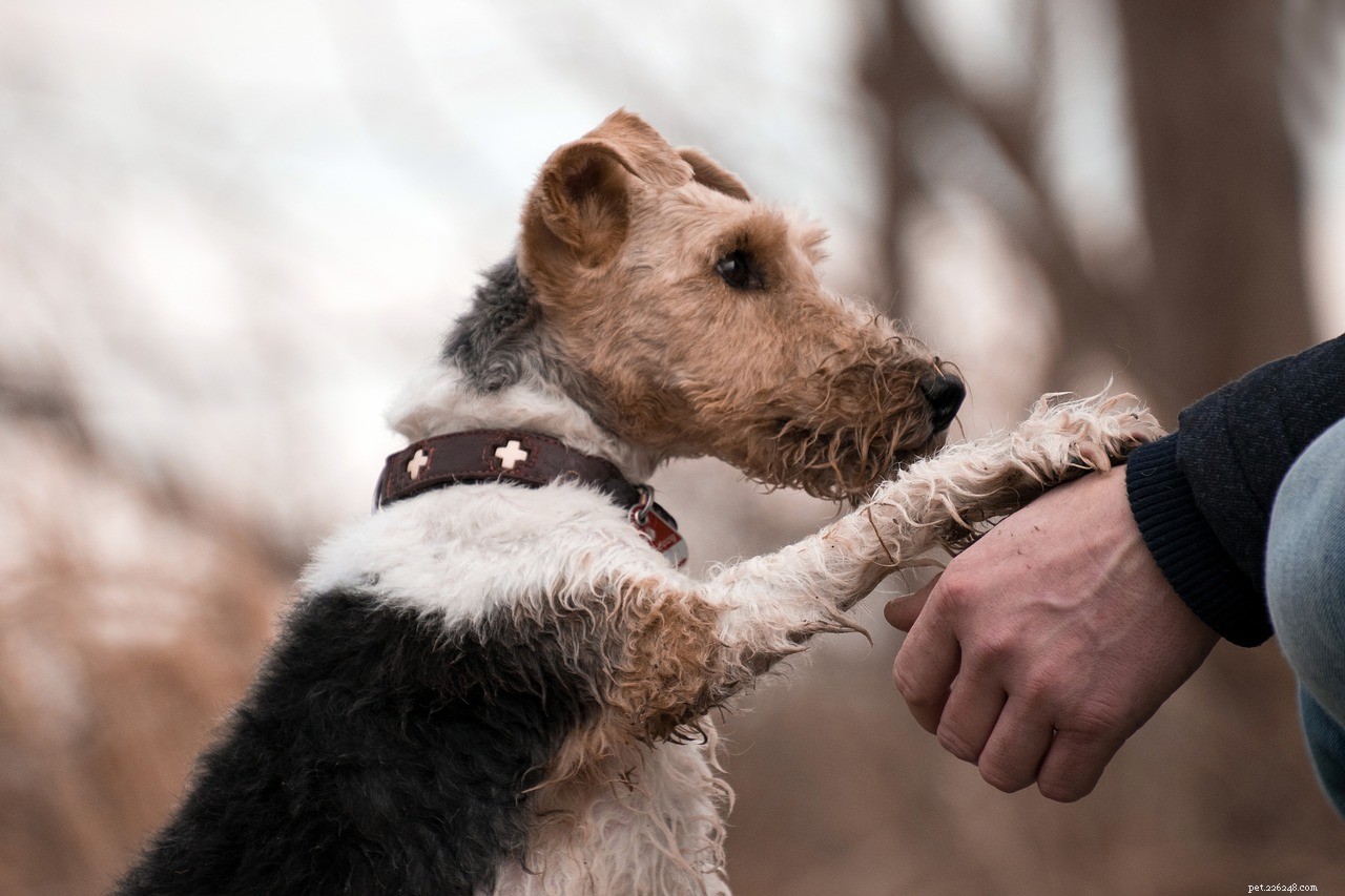 Ringworm Prevention & Treatment: A Guide for You & Your Pet