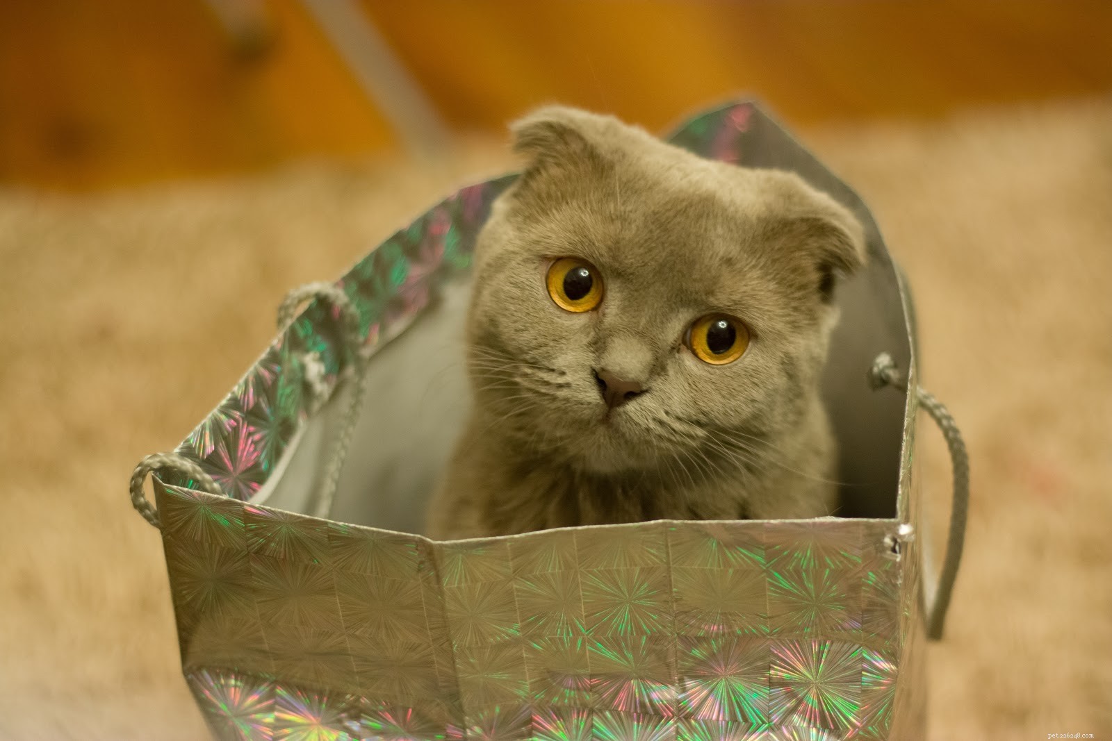 Why Silver Spray Outperforms Silver Sulfadiazine for Animal Wound Care