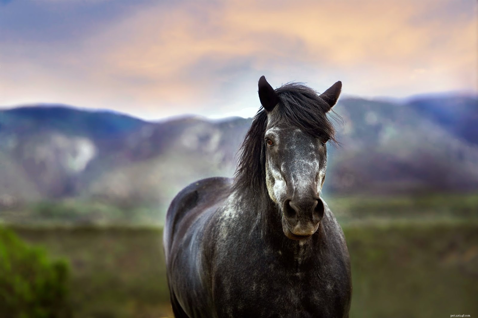 Why Silver Spray Outperforms Silver Sulfadiazine for Animal Wound Care