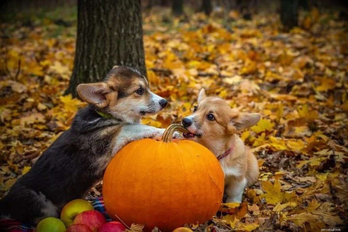 Essential Halloween Safety Guide for Pet Owners – Protect Your Furry Friends