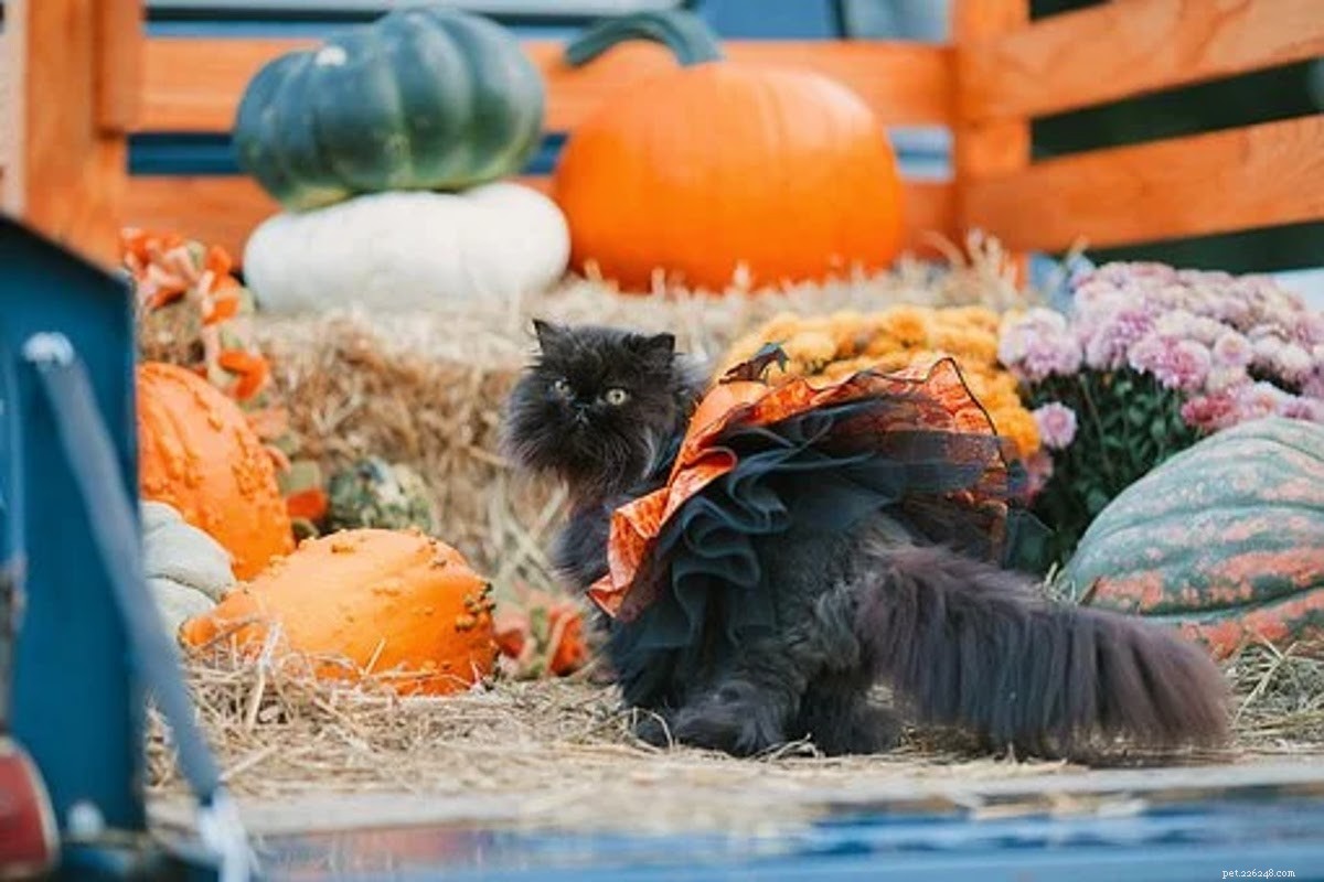 Essential Halloween Safety Guide for Pet Owners – Protect Your Furry Friends