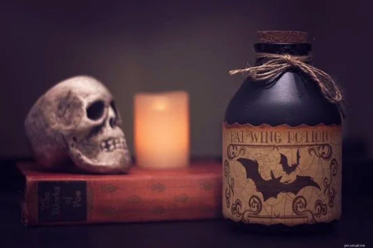 Essential Halloween Safety Guide for Pet Owners – Protect Your Furry Friends