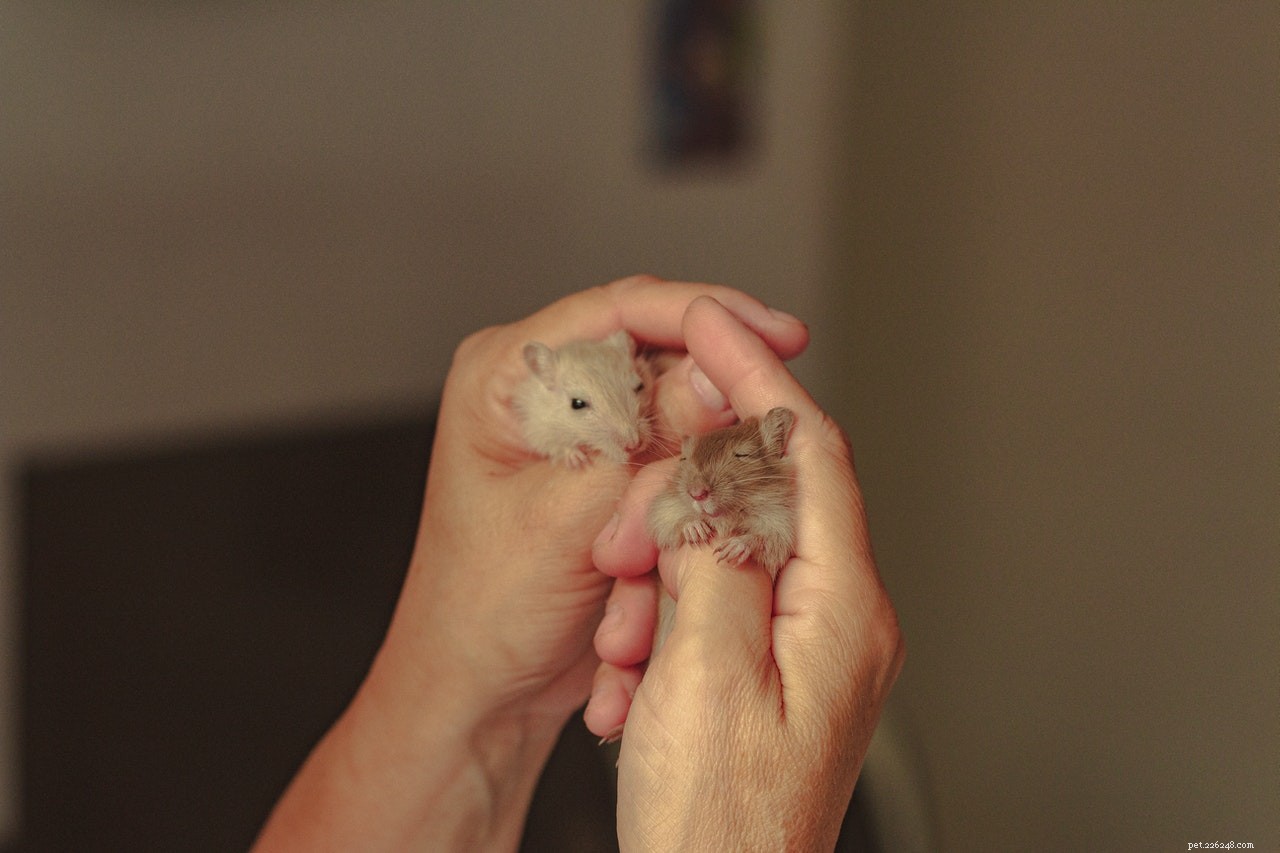 4 Essential Products for Pampering Your Hamster’s Health and Beauty