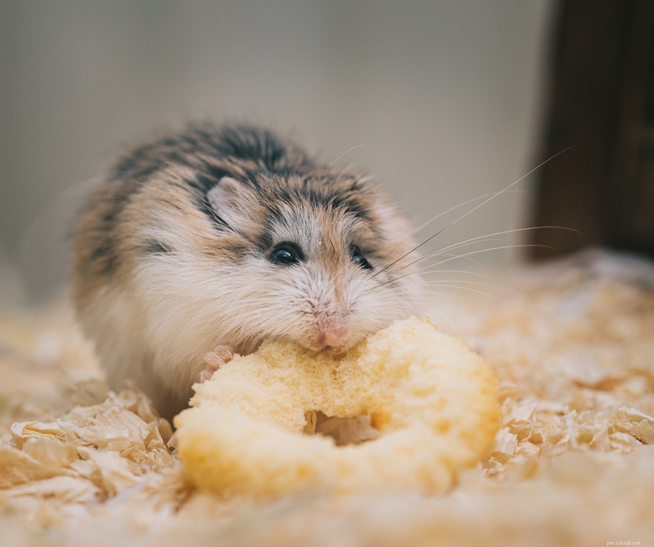 4 Essential Products for Pampering Your Hamster’s Health and Beauty