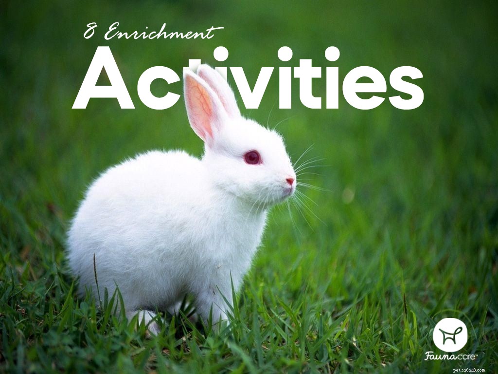 8 Engaging Enrichment Ideas to Keep Your Rabbit Active and Happy