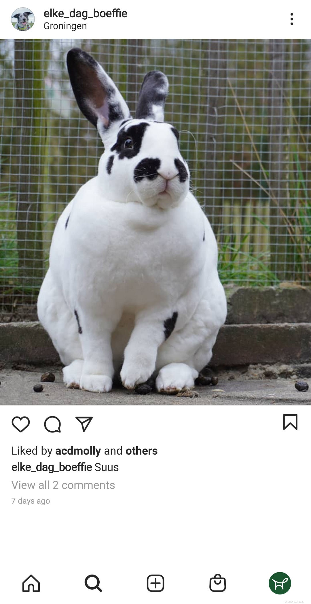 8 Engaging Enrichment Ideas to Keep Your Rabbit Active and Happy