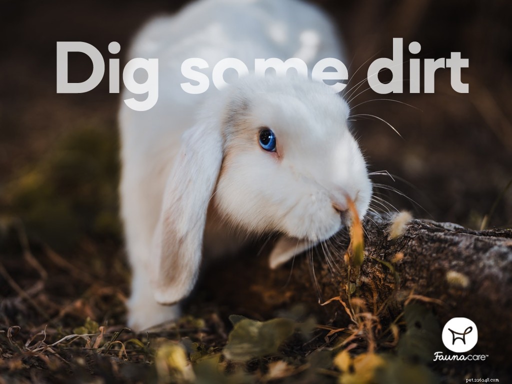 8 Engaging Enrichment Ideas to Keep Your Rabbit Active and Happy