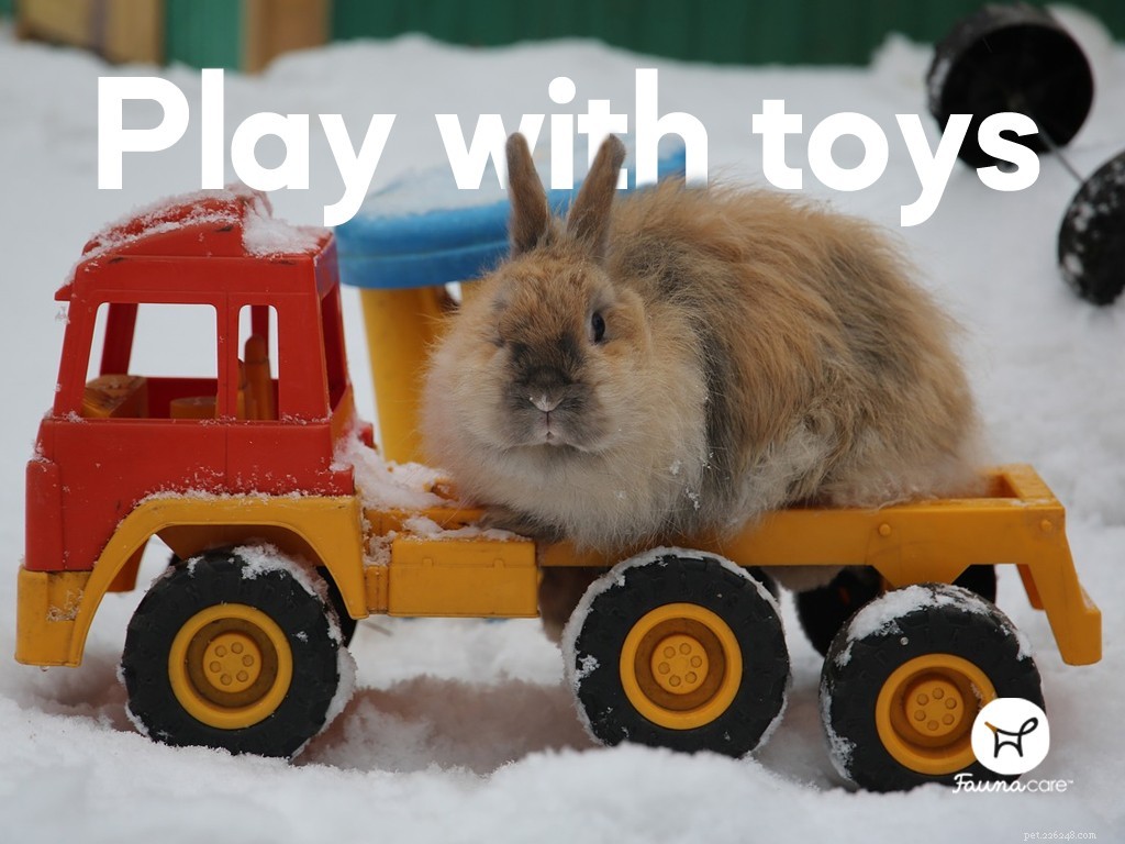 8 Engaging Enrichment Ideas to Keep Your Rabbit Active and Happy