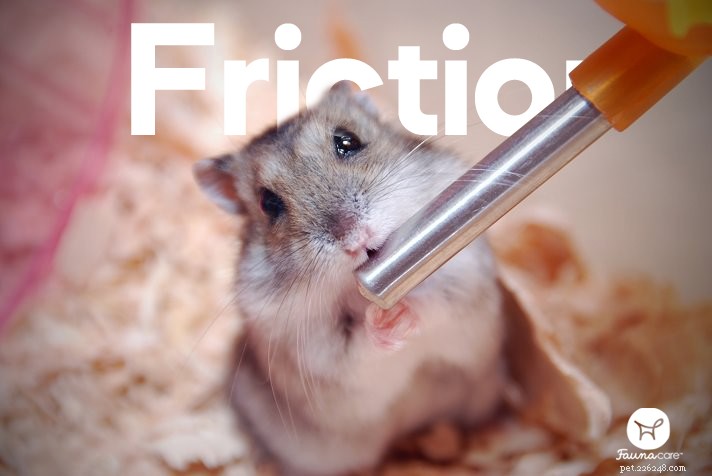 Hamster Hair Loss Explained: Causes, Symptoms & Practical Treatments