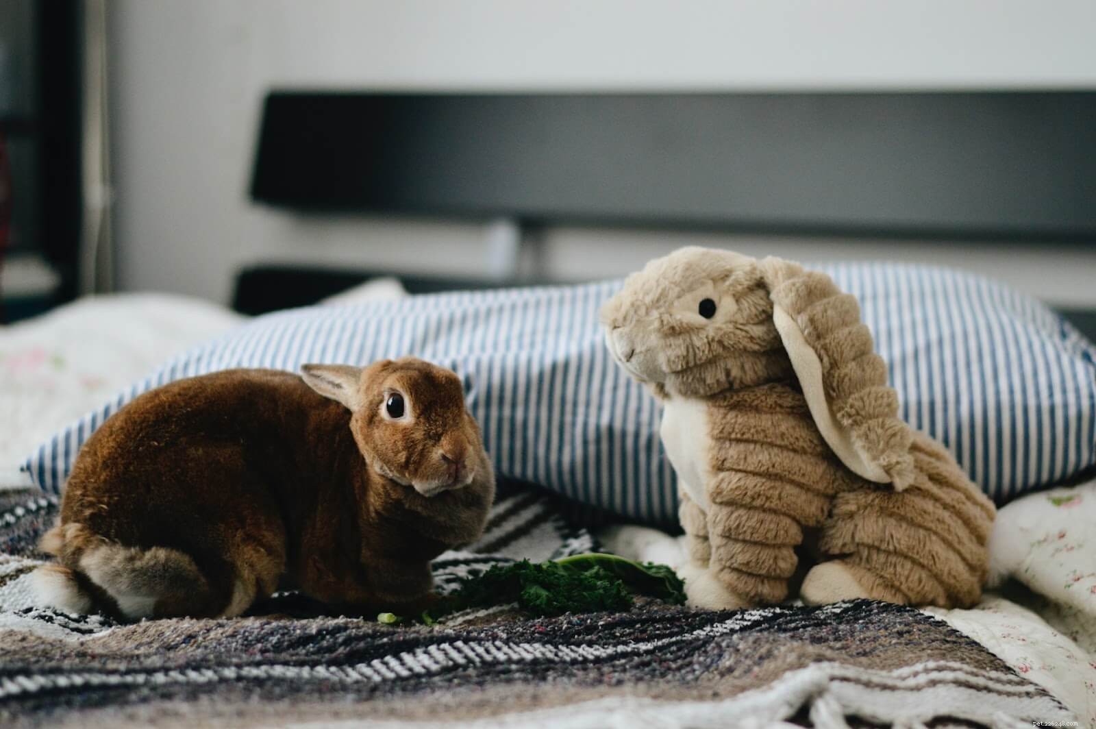 The Real Cost of Owning a Rabbit: A Complete Cost Breakdown