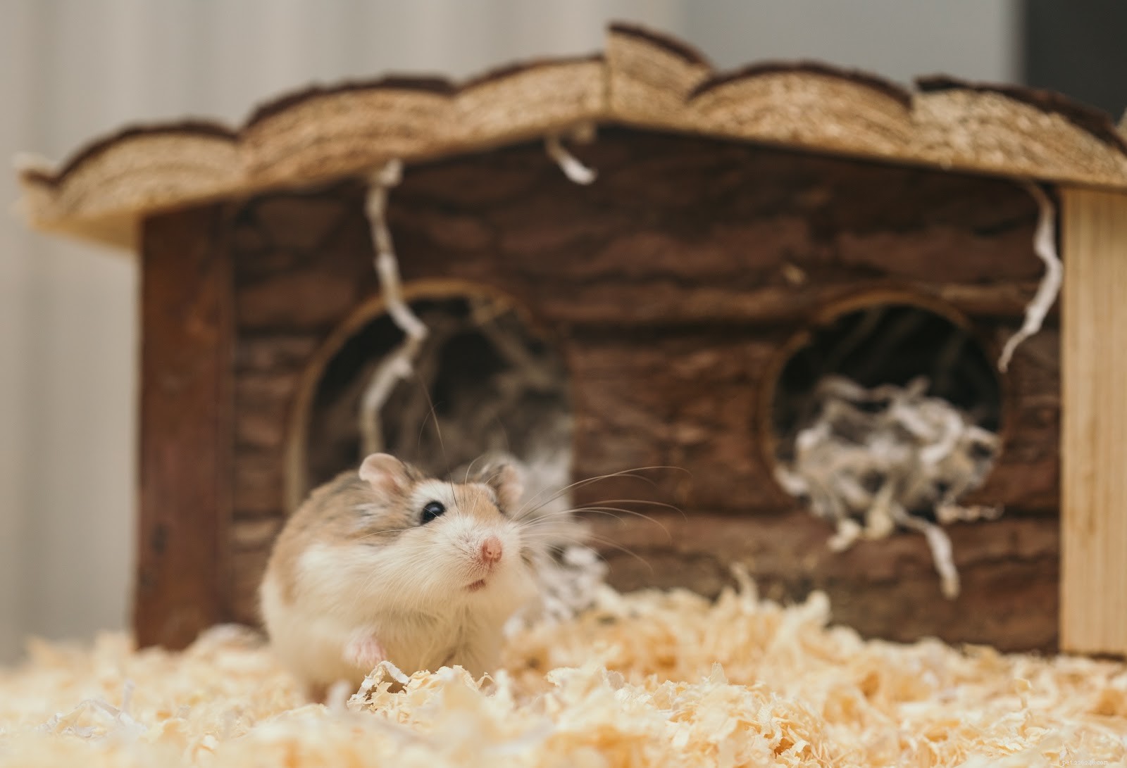 Spotting and Treating Hamster Mites: A Guide for Pet Owners