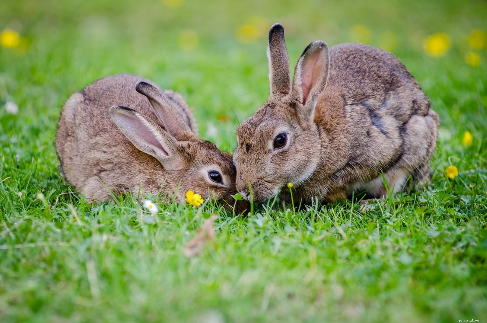 Effective Strategies to Eliminate Pet Mites and Keep Your Furry Friend Healthy