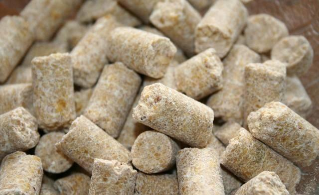 Ensuring Your Pet Rat Receives Optimal Nutrition: A Comprehensive Guide