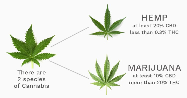 Is CBD Oil Safe for Pocket Pets? Vet-Approved Insights