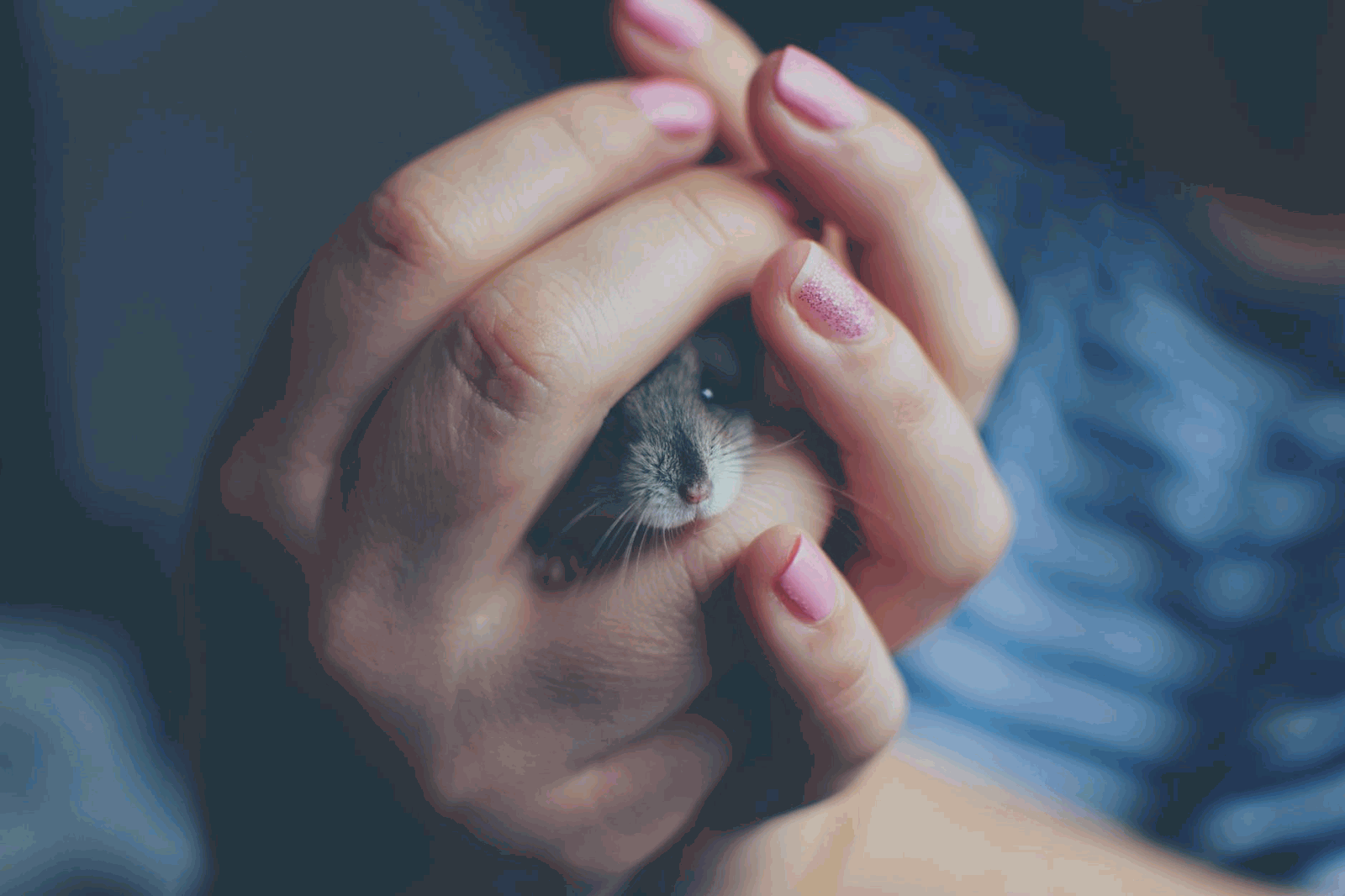 Is CBD Oil Safe for Pocket Pets? Vet-Approved Insights
