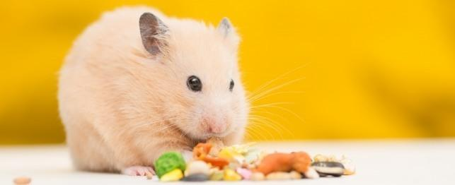 Is CBD Oil Safe for Pocket Pets? Vet-Approved Insights