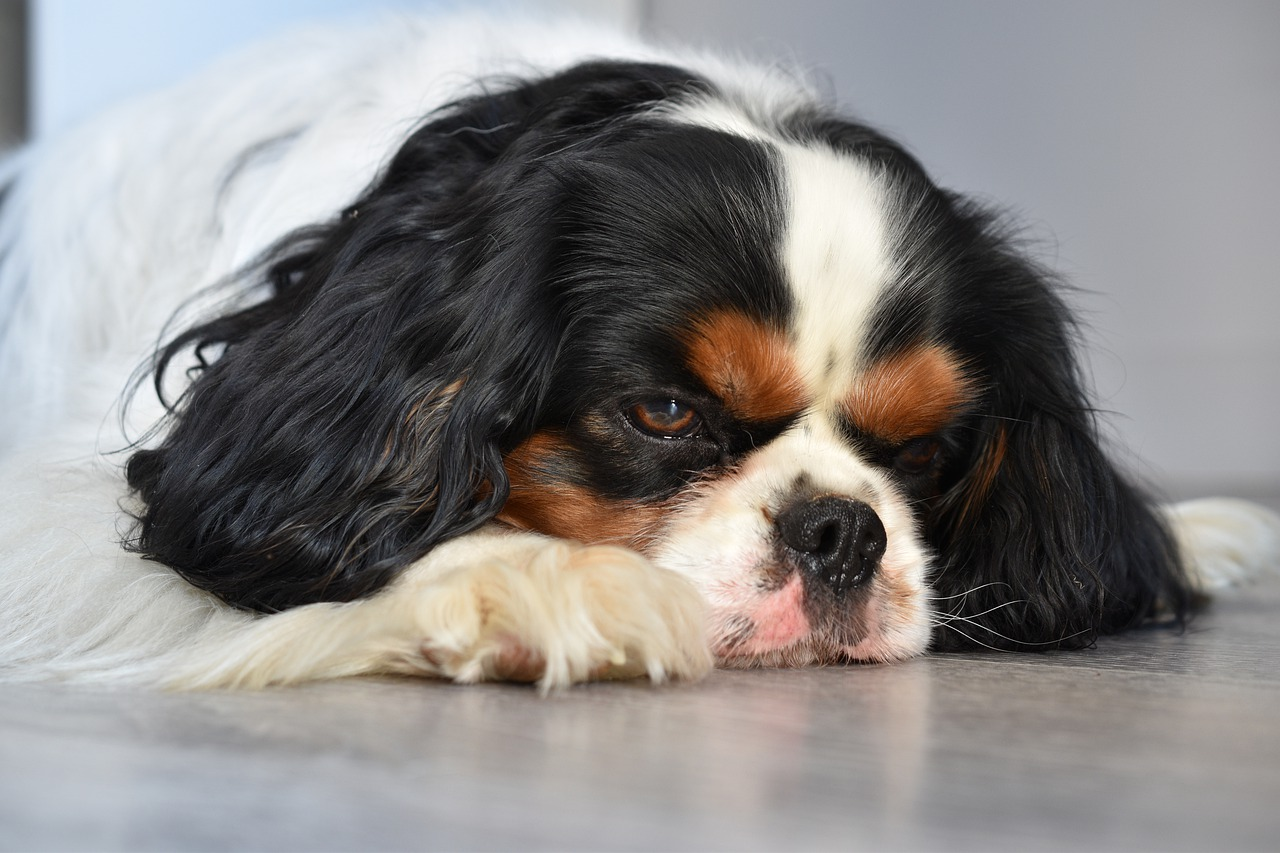 Complete Guide to CBD Oil for Pets: Benefits, Safety, and Legal Insights