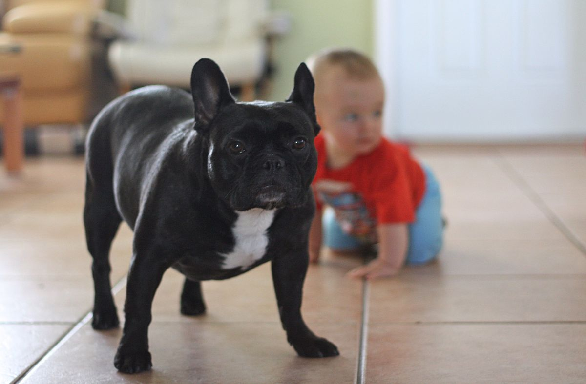 4 Human First Aid Essentials to Quickly Heal Your Pet’s Minor Injuries