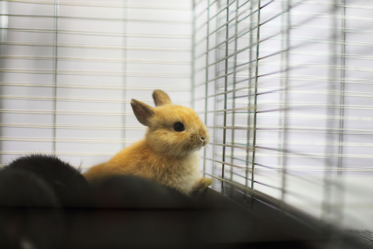 Essential Supplies for a New Pet Bunny: A Complete Guide