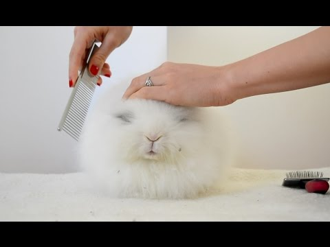 Essential Supplies for a New Pet Bunny: A Complete Guide
