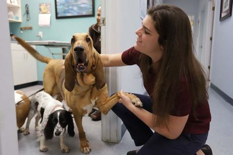Reduce Vet Stress: Expert Tips for Pet Owners in Houston